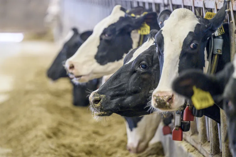 Viral disease infecting Wisconsin deer now detected in dairy cows